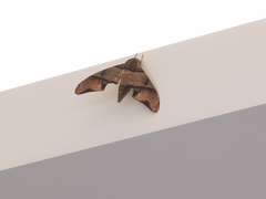 Amplypterus