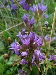 Gentianella germanica
