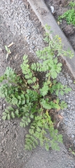 Potentilla paradoxa