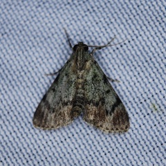 Epipaschia superatalis