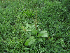 Rumex obtusifolius obtusifolius