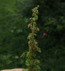 Rumex obtusifolius obtusifolius