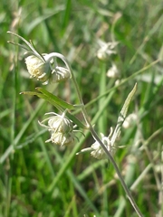 Artemisia jacutica