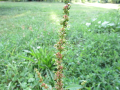 Rumex obtusifolius obtusifolius