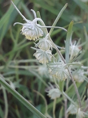 Artemisia jacutica