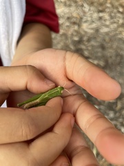 Locusta migratoria