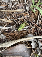 Locusta migratoria