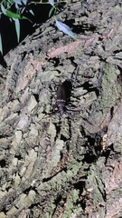 Aegosoma sinicum sinicum