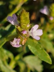 Verbena supina