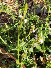 Verbena supina