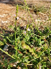 Verbena supina