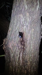 Dorcus hopei hopei