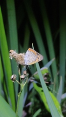 Lycaena phlaeas