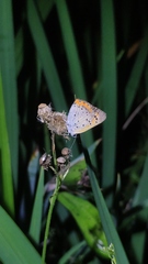Lycaena phlaeas