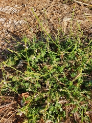 Verbena supina