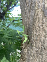 Hierodula patellifera patellifera