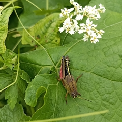 Peripolus