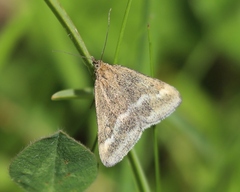 Pyrausta aerealis