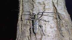 Batocera lineolata