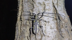 Batocera lineolata
