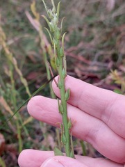 Bossiaea stephensonii