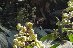 Parides proneus