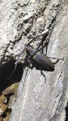 Aegosoma sinicum sinicum