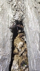 Aegosoma sinicum sinicum