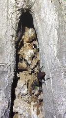 Aegosoma sinicum sinicum