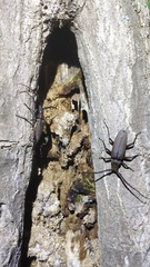 Aegosoma sinicum sinicum