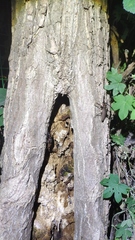 Aegosoma sinicum sinicum