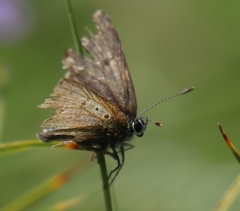 Lycaena tityrus subalpina