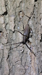 Aegosoma sinicum sinicum