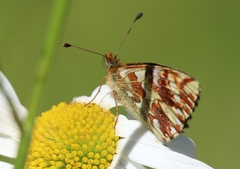 Boloria napaea