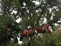 Ximenia