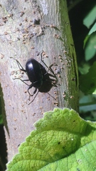 Plesiophthalmus spectabilis
