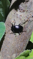 Plesiophthalmus spectabilis