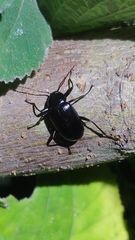 Plesiophthalmus spectabilis