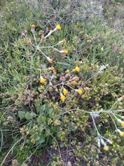 Senecio oxyriifolius