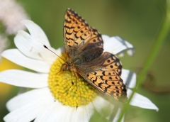 Boloria napaea