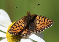 Boloria napaea