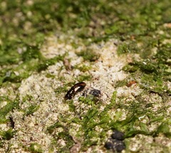 Salpingus bilunatus