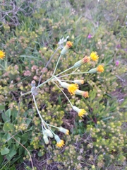 Senecio oxyriifolius