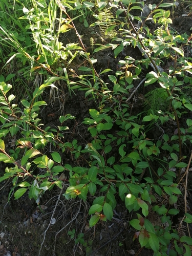 Salix taraikensis iNat (2)
