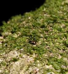 Salpingus bilunatus