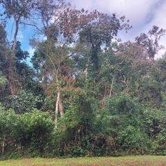 Heliocarpus americanus