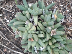 Corpuscularia lehmannii
