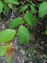 Salix taraikensis
