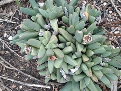 Corpuscularia lehmannii