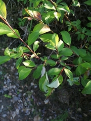 Salix taraikensis